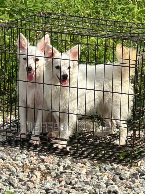 6-12 months Female Purebred American Eskimo · Photo 1