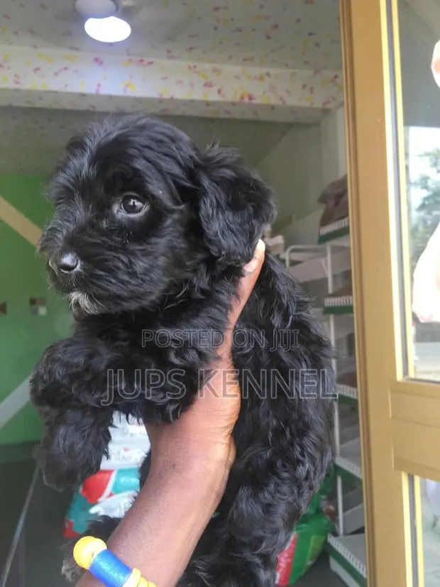 1-3 months Female Purebred Poodle · Photo 1