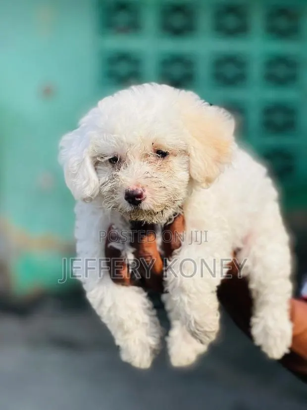 1-3 months Male Purebred Poodle · Photo 1