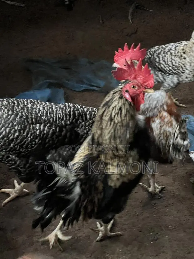 Organic Local Chickens · Photo 4