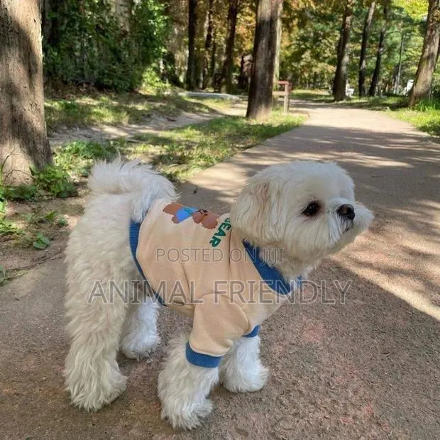 1-3 months Male Purebred Poodle · Photo 1