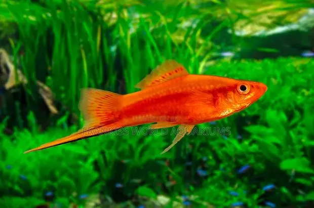 Swordtail Fishes · Photo 1