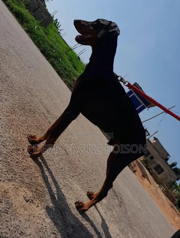 1+ year Male Purebred Doberman Pinscher · Photo 1
