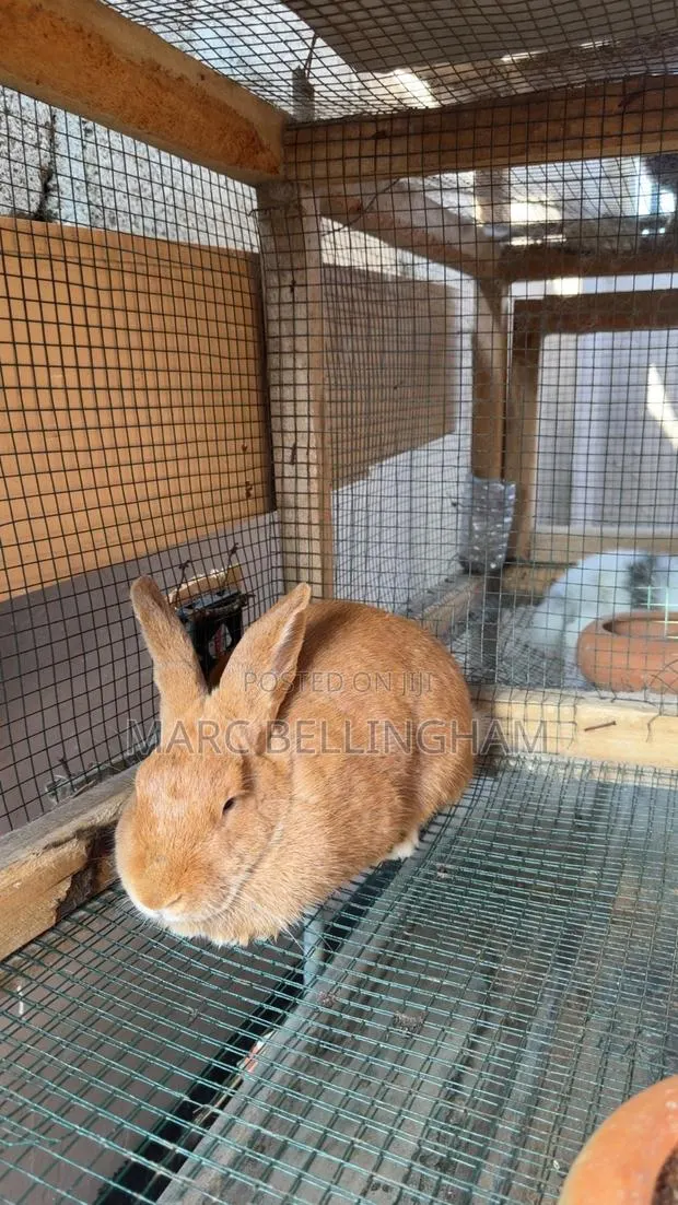 Newzealand Red Rabbit · Photo 3