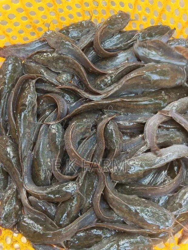 Fast Growing Healthy Catfish Juveniles Available · Photo 2