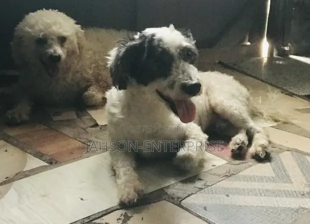1+ year Male Purebred Poodle · Photo 1