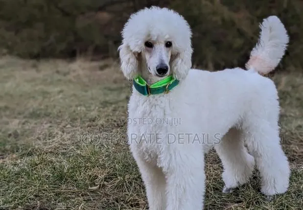 3-6 months Female Purebred Poodle · Photo 1