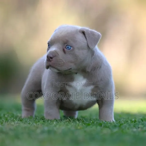 1-3 months Male Purebred American Pit Bull Terrier · Photo 1