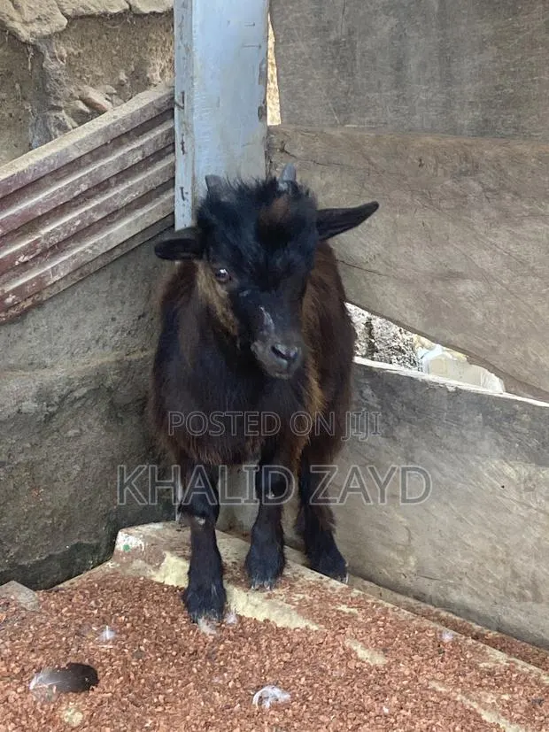 Dark-Brown Male Goat