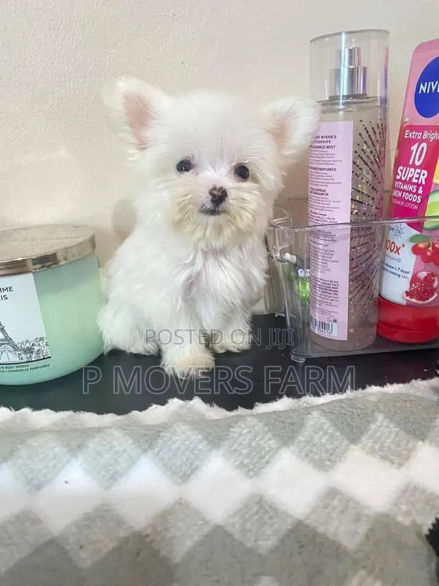 1-3 months Male Purebred Maltese · Photo 1