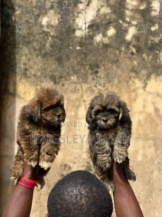 1-3 months Female Purebred Poodle · Photo 1