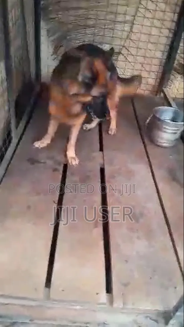 1+ year Female Purebred German Shepherd · Photo 1