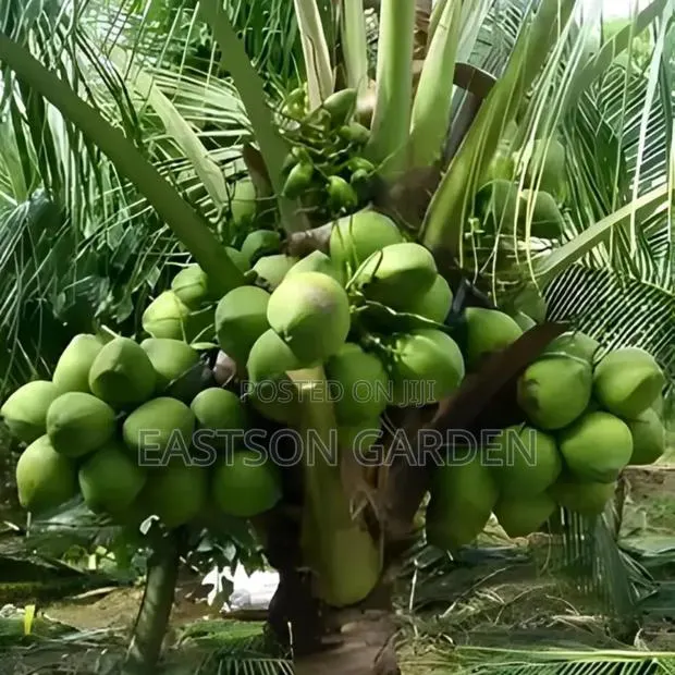 Malaysian Dwarf Coconut Seedlings · Photo 2