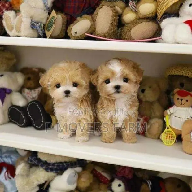 1-3 months Male Purebred Lhasa Apso · Photo 1