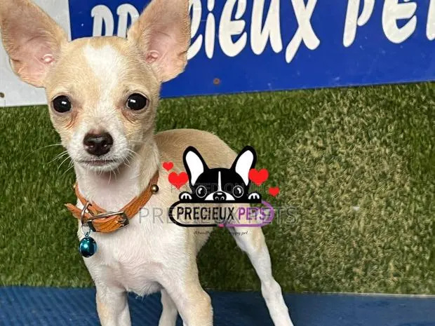 1-3 months Female Purebred Chihuahua · Photo 1