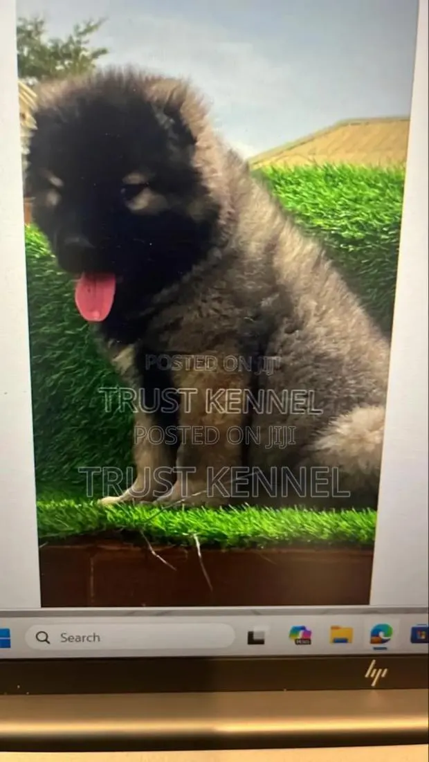 1-3 months Male Purebred Caucasian Shepherd · Photo 1