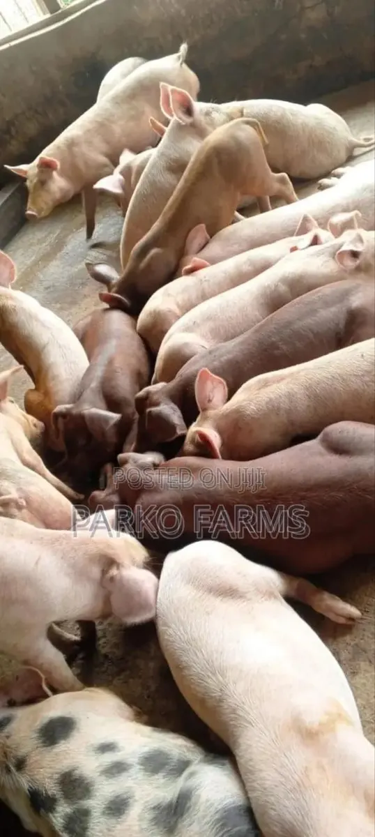 Sales! - Cross Breed, Mixed Duroc and Large White · Photo 1