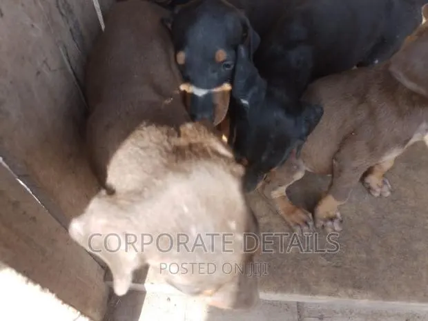 1-3 months Male Purebred Doberman Pinscher · Photo 1