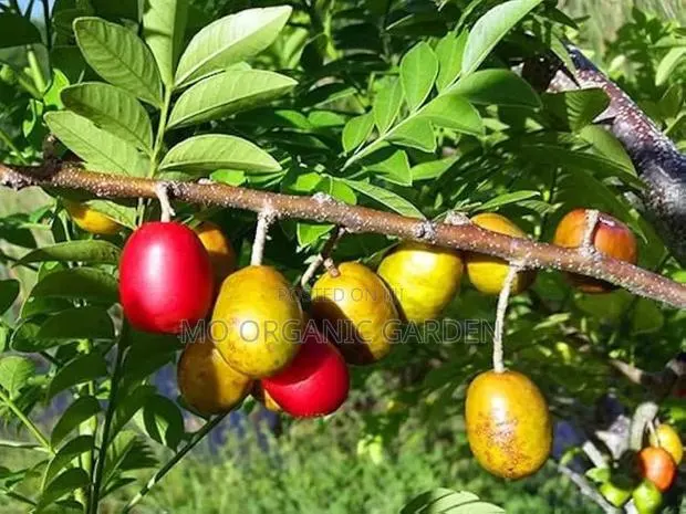 Red Hog Plum Stem Cuttings for Sale · Photo 1