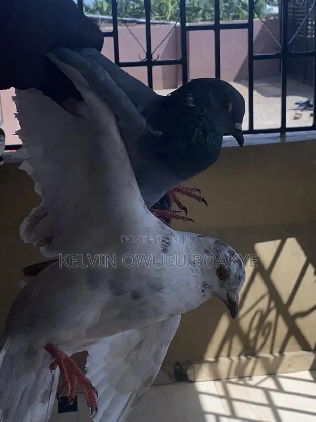 Racing Pigeons · Photo 1