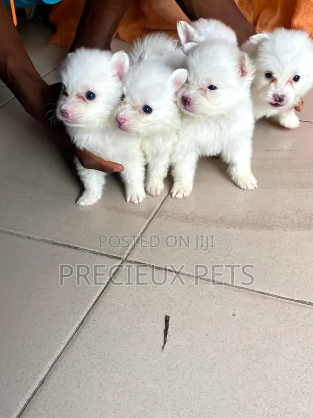 1-3 months Male Purebred Japanese Spitz · Photo 1