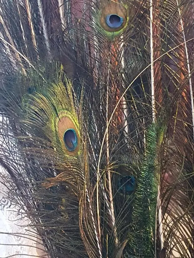 Natural Peacock Feathers · Photo 1