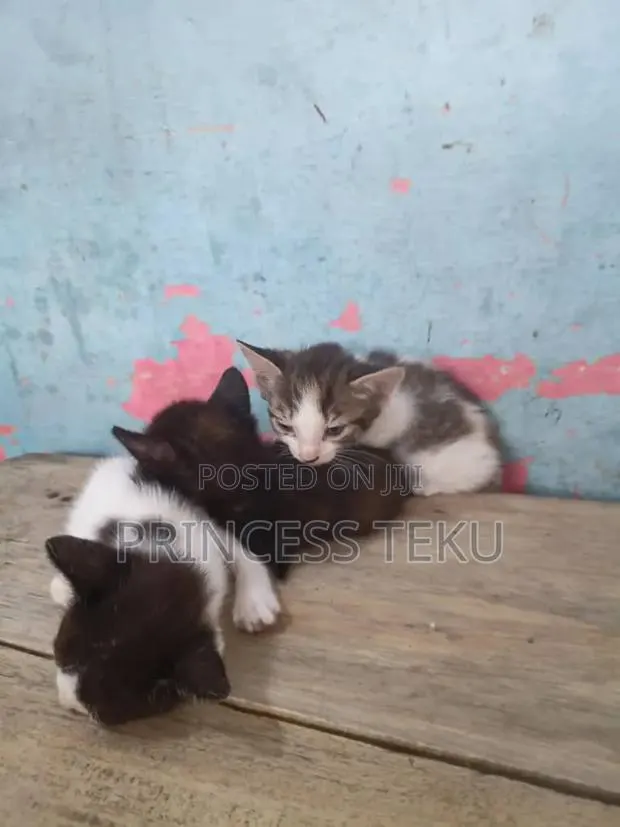 1-3 months Female Purebred Cat · Photo 2