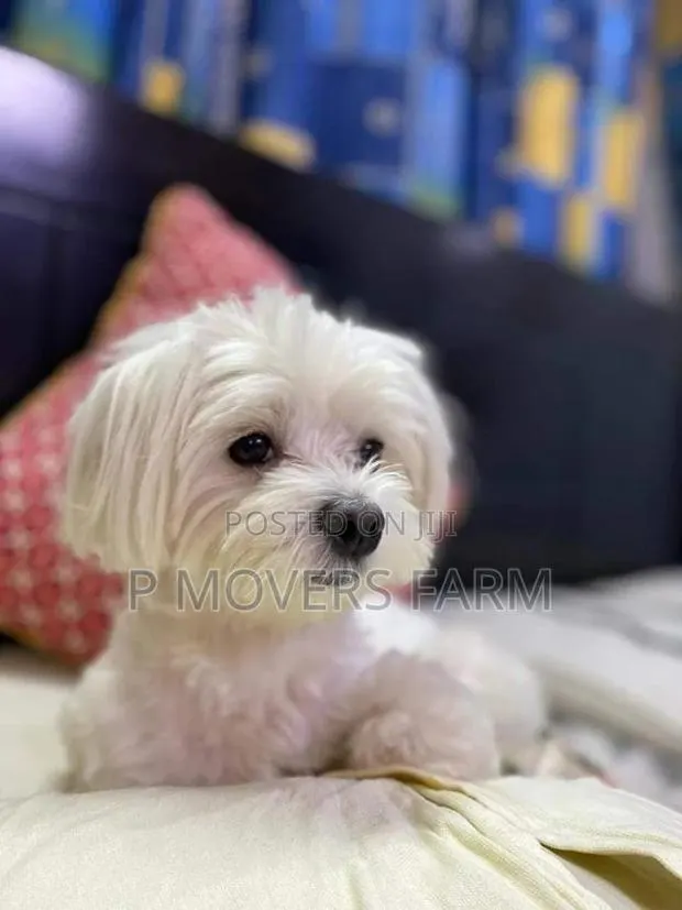 1-3 months Male Purebred Poodle · Photo 1