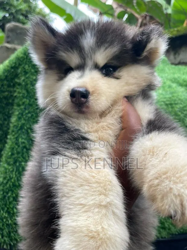 1-3 months Female Purebred Siberian Husky · Photo 1