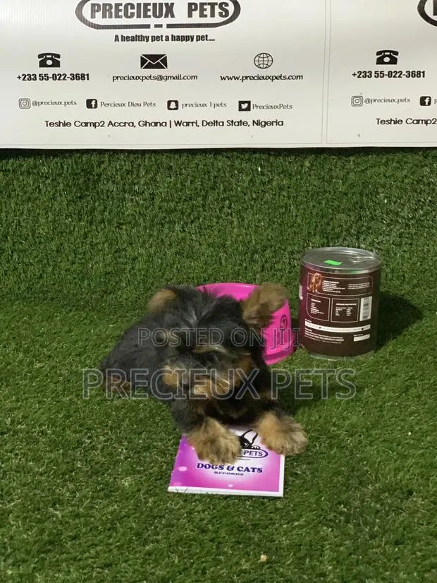 0-1 Month Female Purebred Yorkshire Terrier · Photo 3