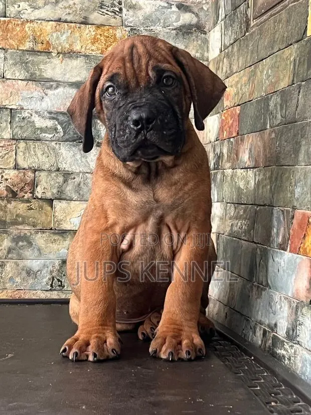 1-3 months Female Purebred Bullmastiff · Photo 1