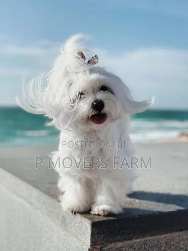1-3 months Male Purebred Maltese · Photo 1