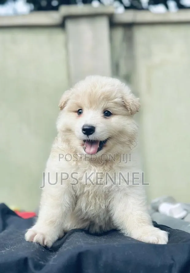 1-3 months Male Purebred American Eskimo · Photo 1