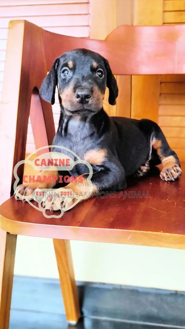 1-3 months Female Purebred Doberman Pinscher · Photo 1