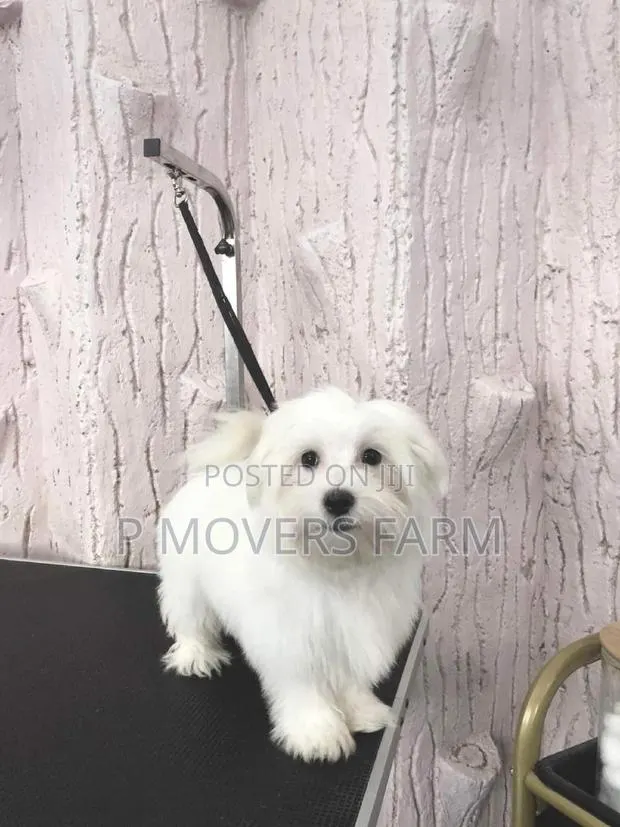 1-3 months Male Purebred Maltese · Photo 1