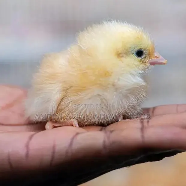 Day Old Sasso Chicks Are Available for Cool Price · Photo 1