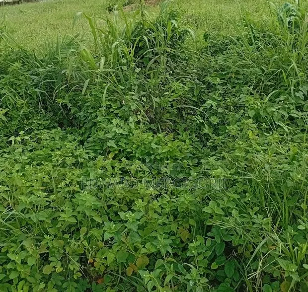 Half Plot of Land at Mfensi · Photo 1