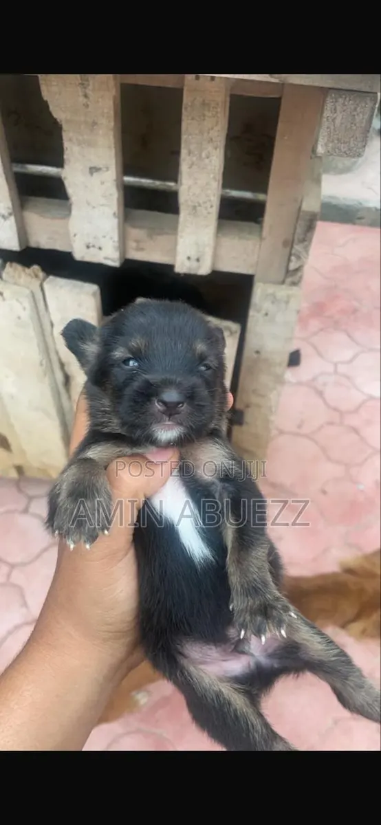 0-1 month Male Mixed Breed Caucasian Shepherd · Photo 2