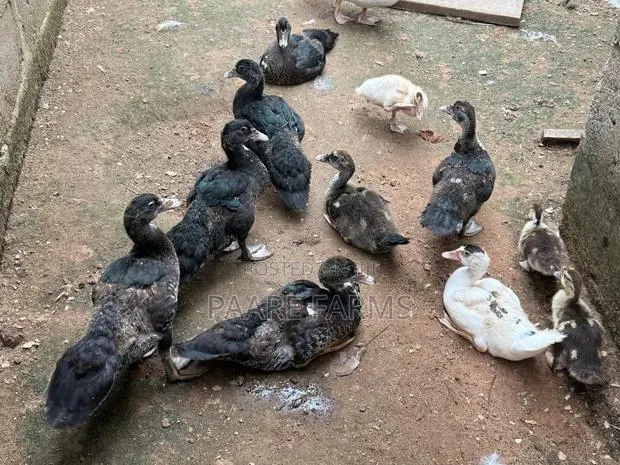 Grown Ducklings · Photo 1