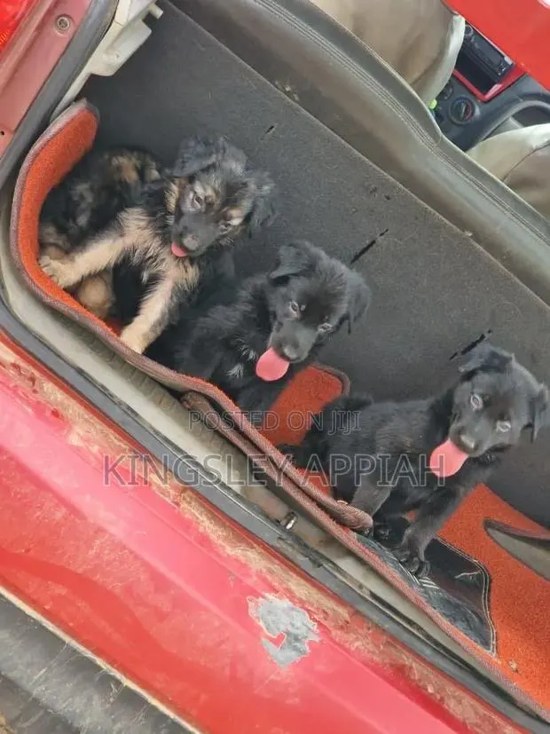 1-3 months Male Purebred German Shepherd · Photo 1