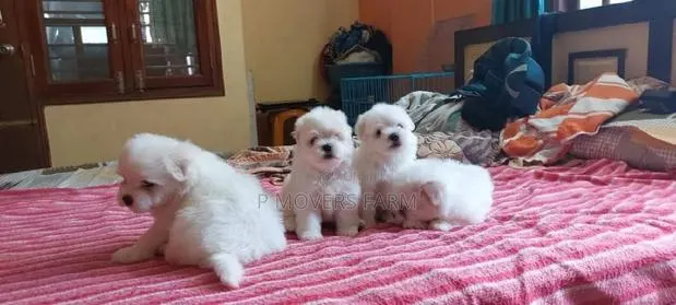 1-3 months Male Purebred Poodle · Photo 1