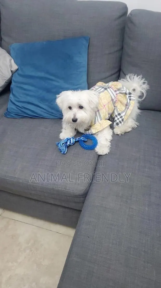 1-3 months Female Purebred Maltese · Photo 1