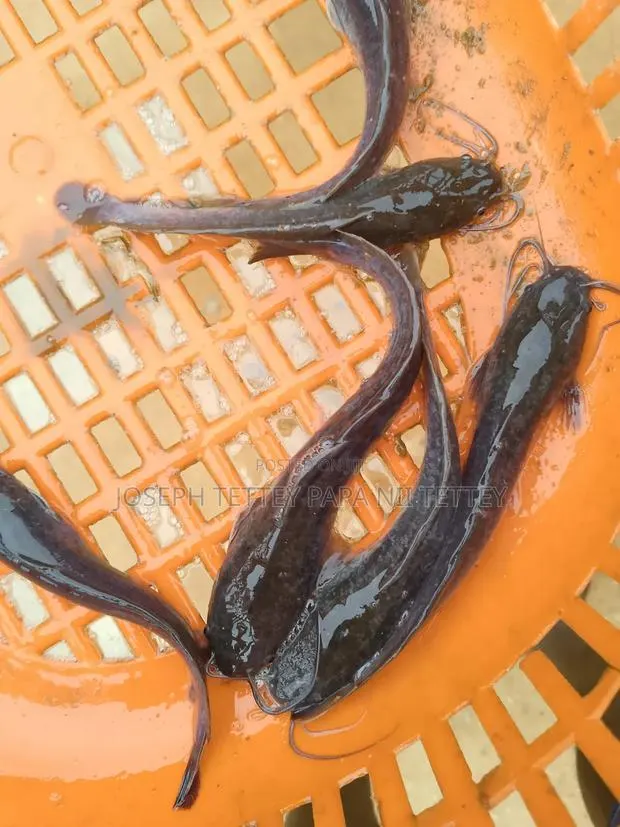 Juveniles Catfish and Jumbo · Photo 1