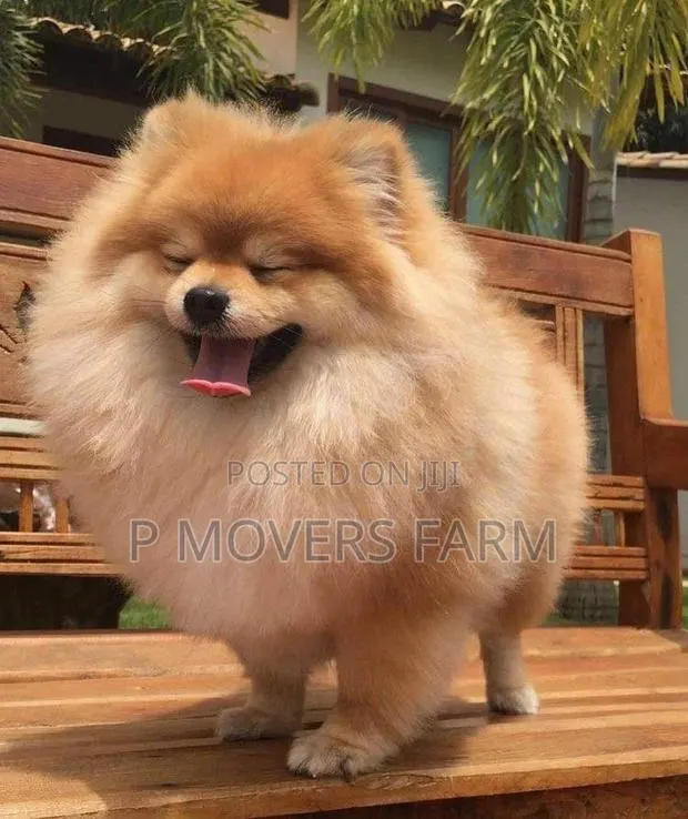 1-3 months Female Purebred Pomeranian · Photo 1