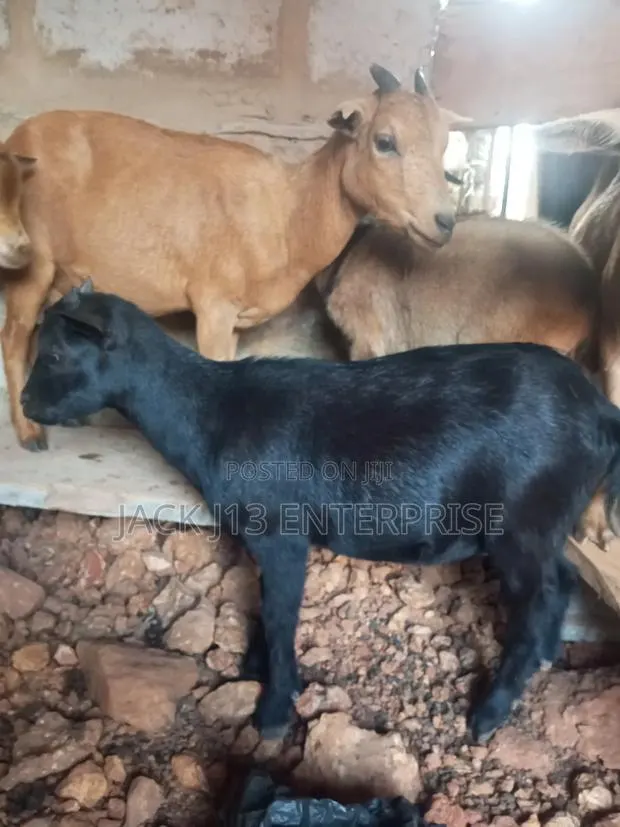Female Pregnant Goats · Photo 1
