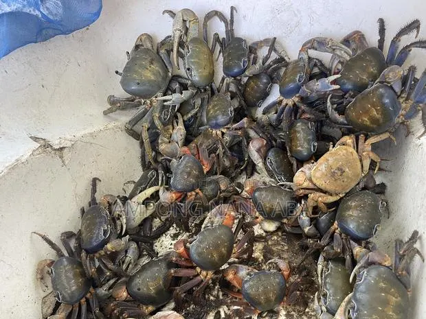 Fresh Crabs 3 · Photo 1