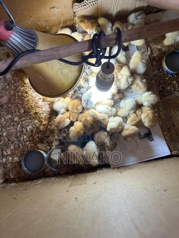 Hybrid Day Old Turkeys, Sasso, Kroiler, Plymouth Chicks for Sale · Photo 1