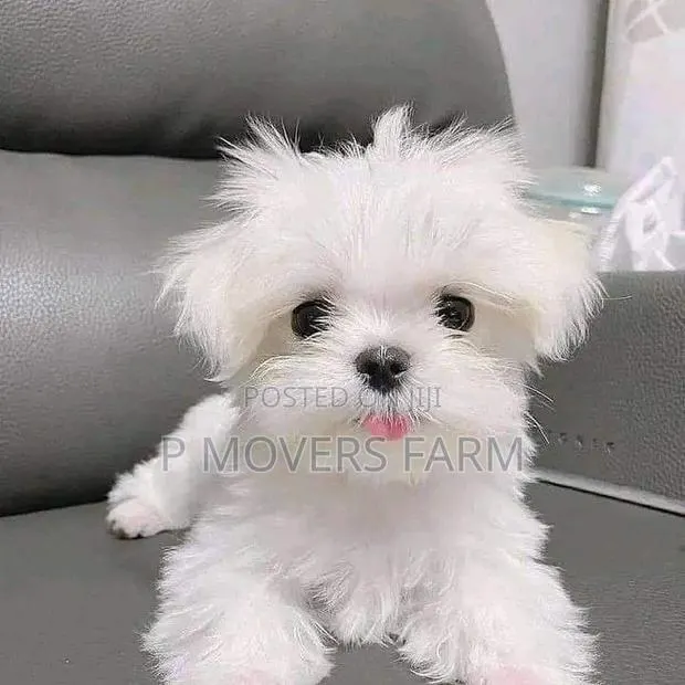 1-3 months Male Purebred Maltese · Photo 1