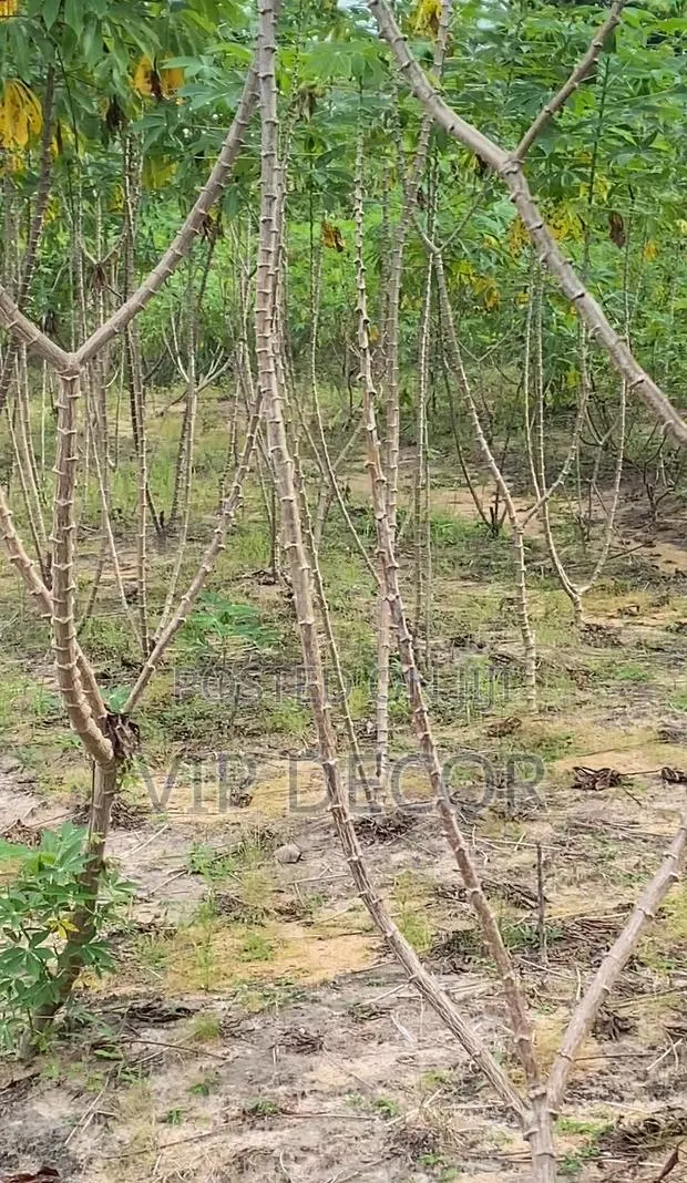Cassava Farm · Photo 1