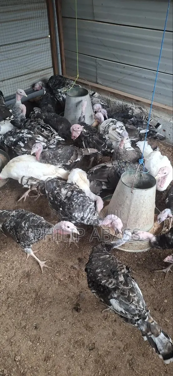 Mature Turkeys · Photo 1